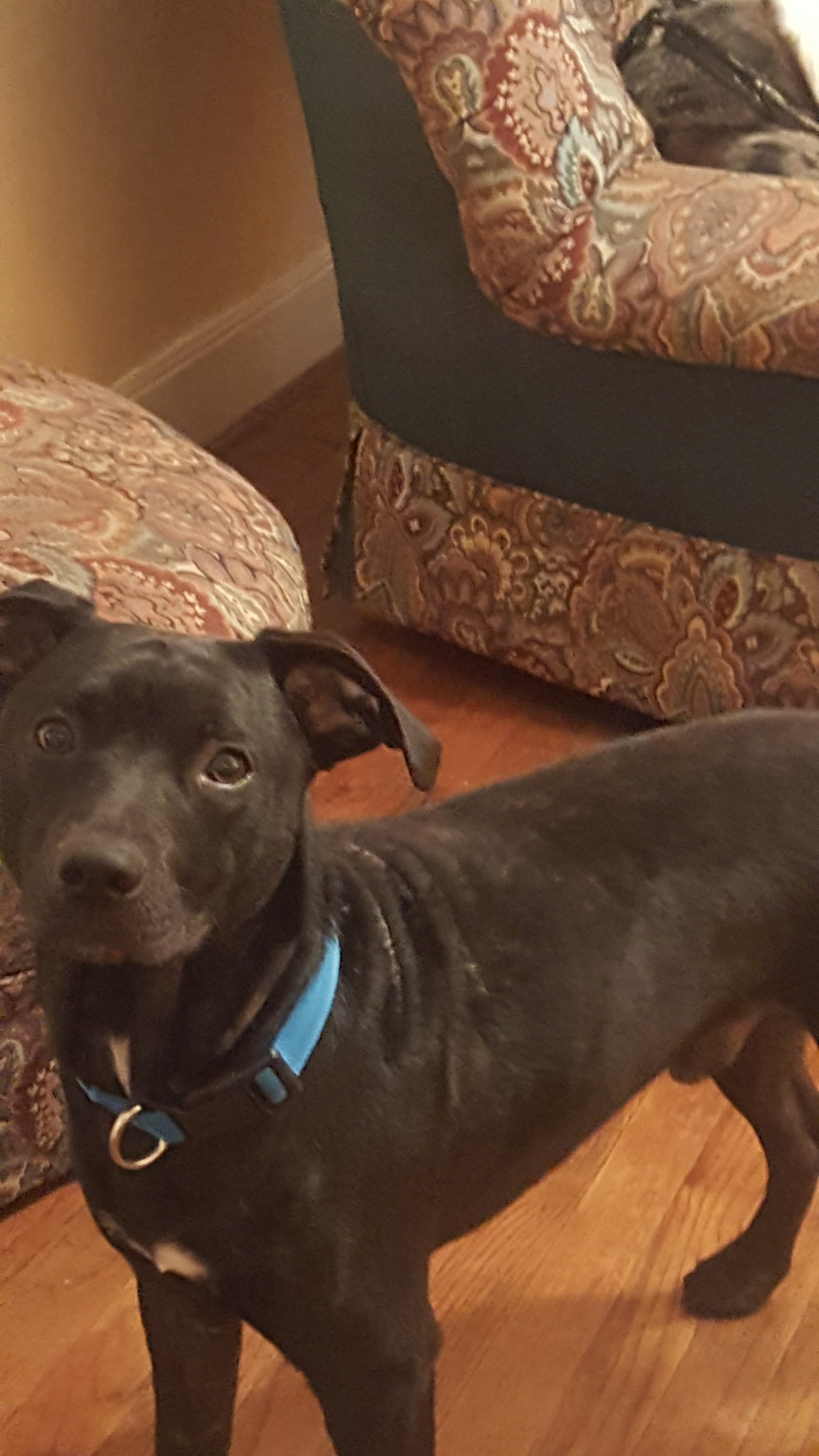adoptable Dog in Pasadena,TX named Scar